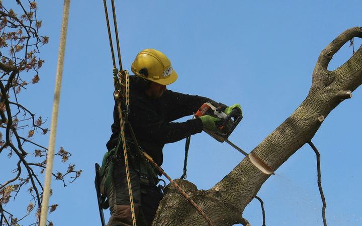 Climber in a yellow helmet cutting a limb high in a tree against a blue sky