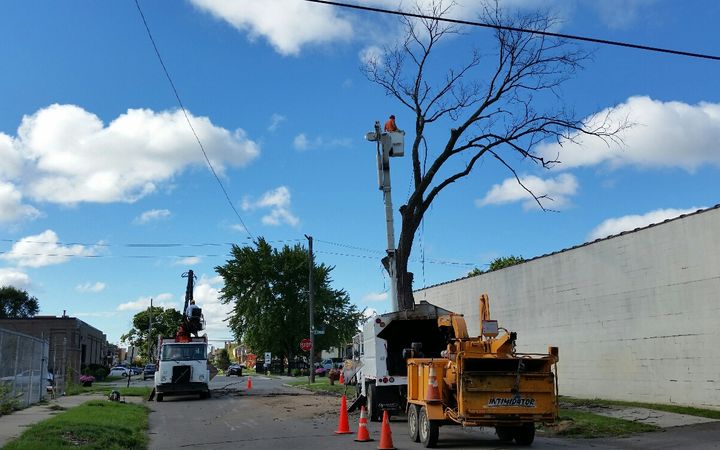 Bucket truck and wood chipper parked beside a dead tree on a city street
