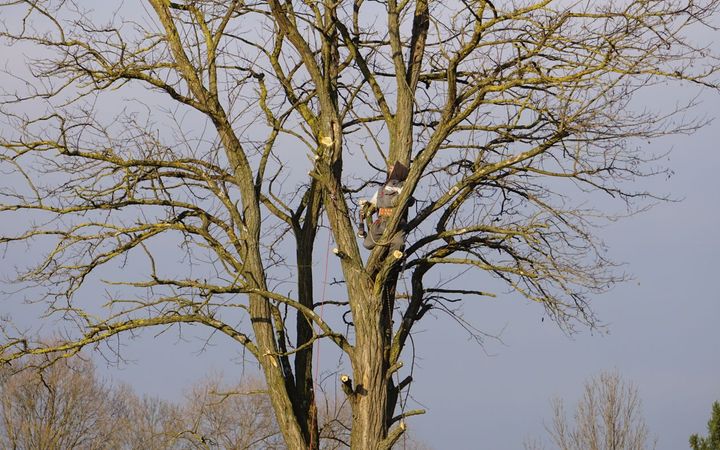 Climber high in a large bare tree in winter, seen from the ground