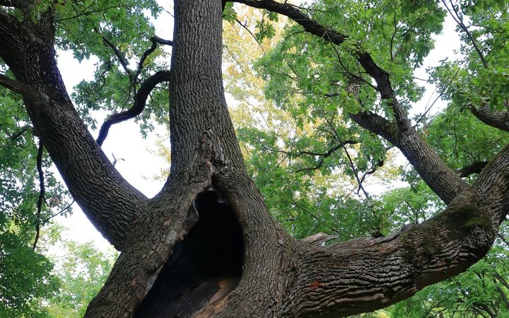 Large tree with two main stems splitting from one trunk around a hollow