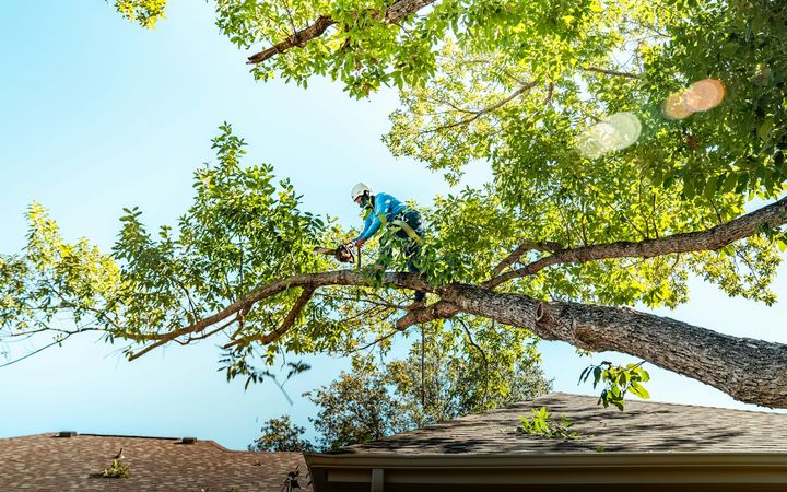 Climber with a chainsaw on a long limb that reaches over a house roof