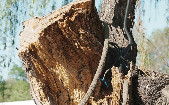 Broken, hollow trunk with an old steel cable still wrapped around it