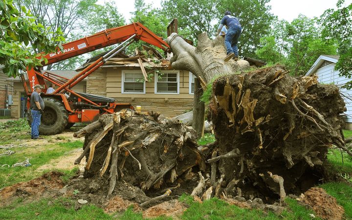 Uprooted tree with its root plate in the air beside a house, an excavator behind it
