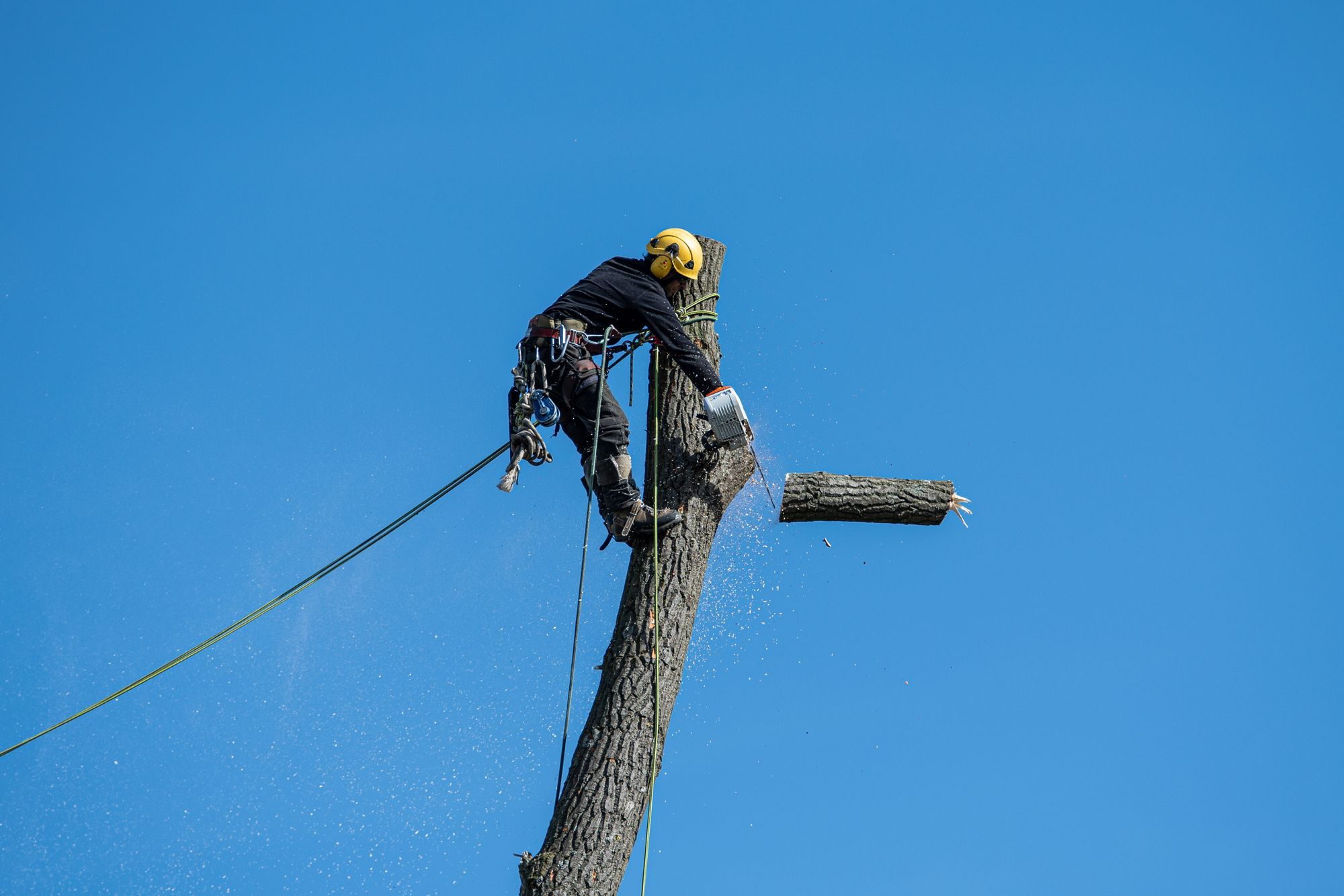 Climber tied in at the top of a trunk, cutting a section loose on a rope