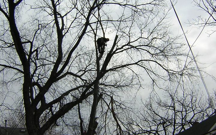 Climber in the bare crown of an elm beside overhead wires