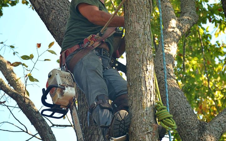 Climber in a harness holding a chainsaw among the branches of a tree